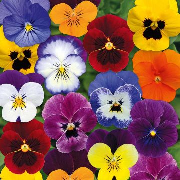Viola cornuta F1 Butterfly Mix
