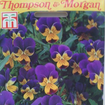 Viola tricolor Heartsease em sementes