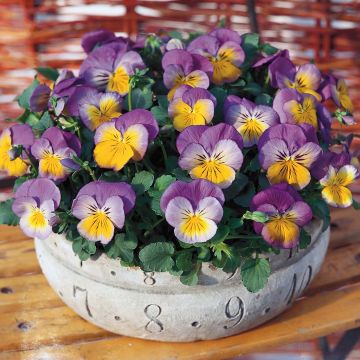 Amor-perfeito Ultima Morpho F1 - Viola x wittrockiana