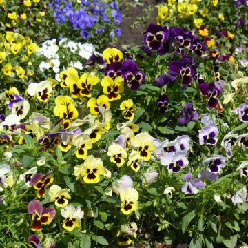 Amor-perfeito Mix em sementes - Viola x wittrockiana