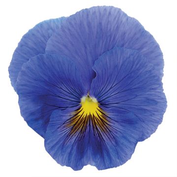 Amor-perfeito True Blue em sementes - Viola x wittrockiana