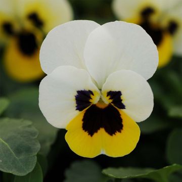 Viola cornuta Sorbet XP Lemon Ice Blotch