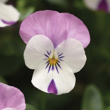 Viola cornuta Sorbet XP Pink Wing