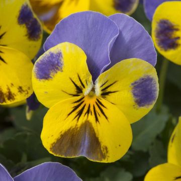 Viola cornuta Yellow Blue Jump-Up - Amor-perfeito amarelo e azul