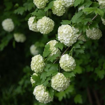 Viburnum opulus Roseum - Bola-de-neve