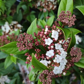 Viburnum tinus Spirit - Folhado