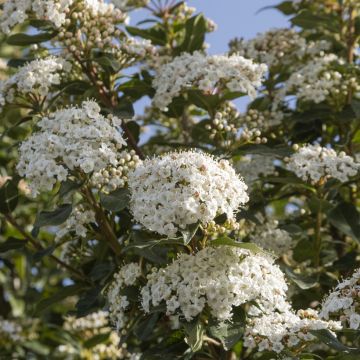 Viburnum tinus - Folhado