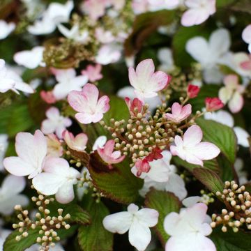 Viburnum plicatum Pinkawai - Viburno-do-japão