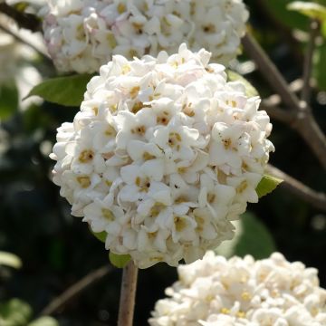 Viburnum carlcephalum - Viburno