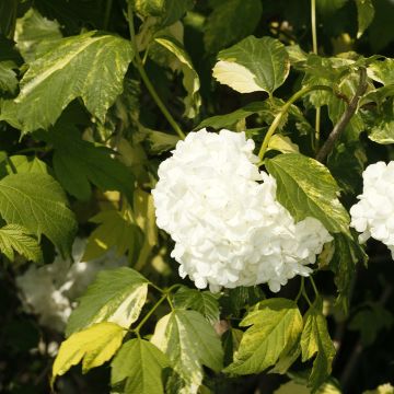 Viburnum opulus Pechcin - Bola-de-neve