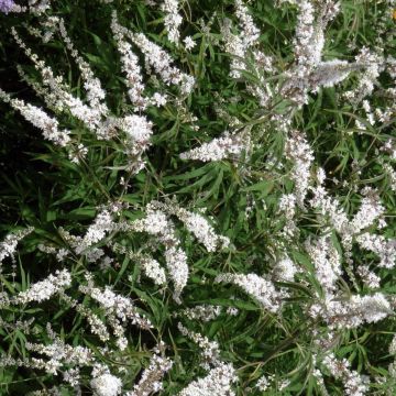 Vitex agnus-castus Silver Spire