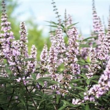Vitex agnus-castus Galactic Pink