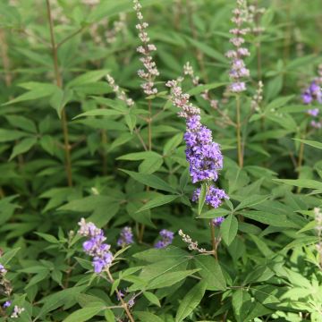 Vitex agnus-castus Queen Bee