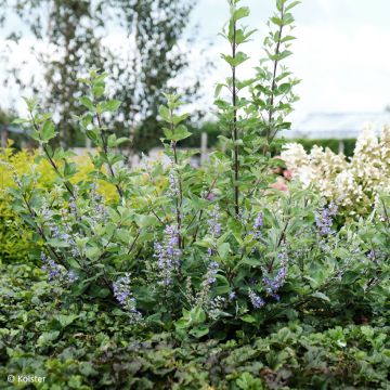 Vitex × agnus-castus Chicagoland Blues