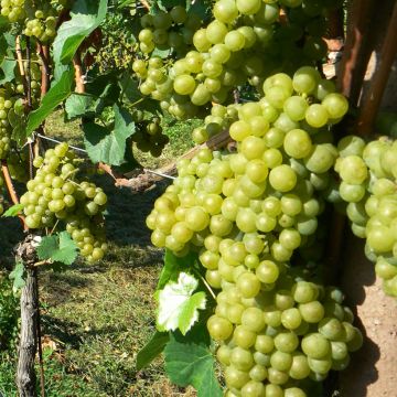 Videira Solaris - Vitis vinifera
