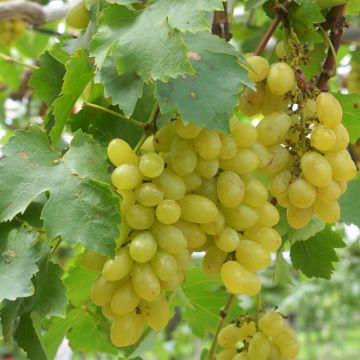 Videira Centennial Seedless - Vitis vinifera