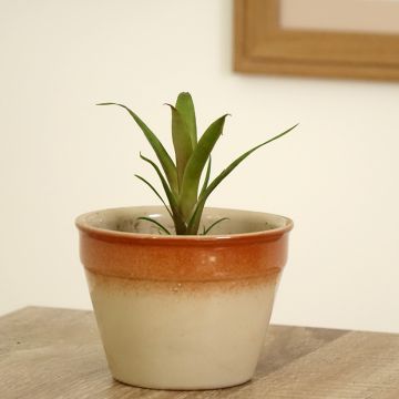 Vriesea carinata Christiane