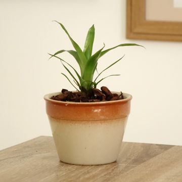 Vriesea carinata Delphinus