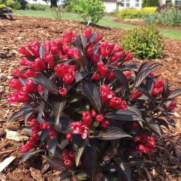 Weigélia florida Electric Love Weigélia florida Electric Love