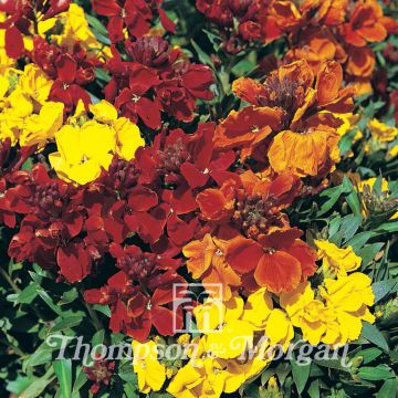 Erysimum Brilliant Bedder Series Mixed em sementes