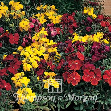 Erysimum Tom Thumb Mixed em sementes