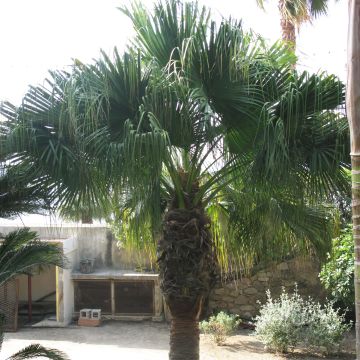 Washingtonia filifera