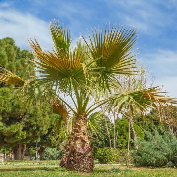 Washingtonia robusta em sementes