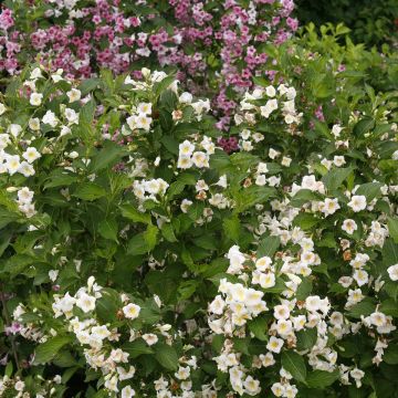 Weigélia florida Colourtwist Sunny Side Up