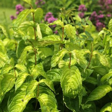 Weigélia florida Lime Monster