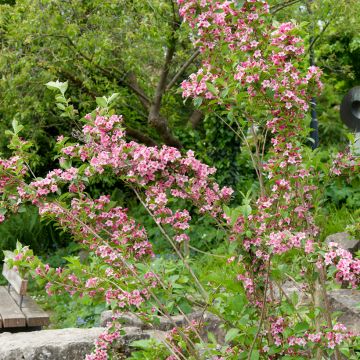 Weigélia florida Rosea Weigélia florida Rosea