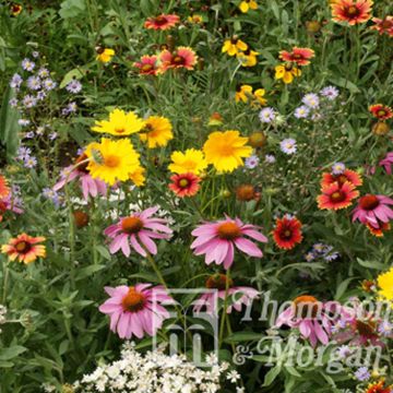 Sementes — Mistura de Flores Silvestres para Abelhas
