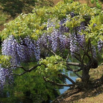 Wisteria floribunda - Glicínia