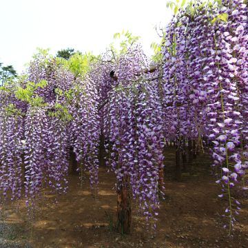 Wisteria floribunda Macrobotrys - Glicínia-japonesa