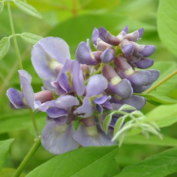 Wisteria frutescens Amethyst Falls - Glicínia