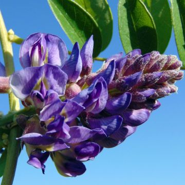 Wisteria × frutescens Longwood Purple - Glicínia