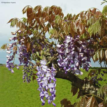 Wisteria sinensis Blue Line - Glicínia