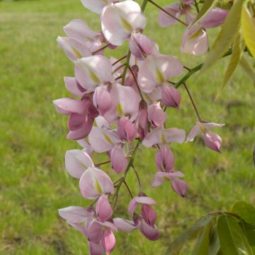 Wisteria venusta Rosea - Glicínia