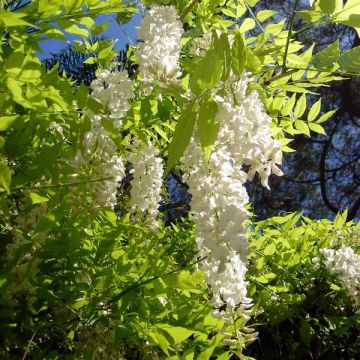 Wisteria sinensis Alba - Glicínia
