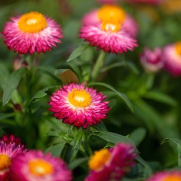 Xerochrysum bracteatum Granvia Dark Pink Flame