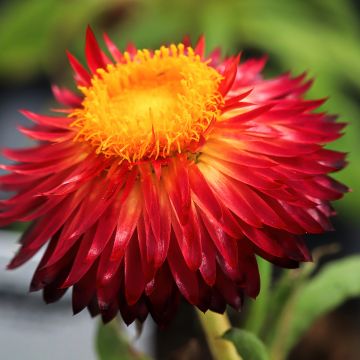 Xerochrysum bracteatum Granvia Red Flame