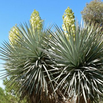 Yucca rigida - Iuca-azul