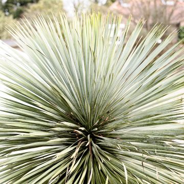 Yucca rostrata Sapphire Skies - Iúca-azul