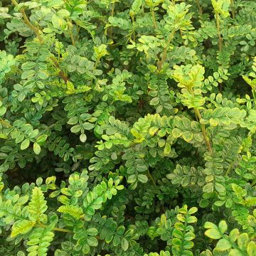 Zanthoxylum beecheyanum