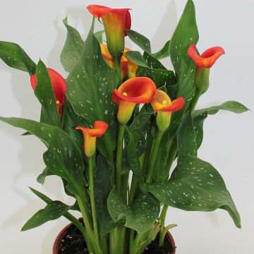 Zantedeschia Captain Fuego