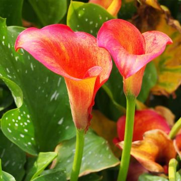 Zantedeschia Captain Trinity