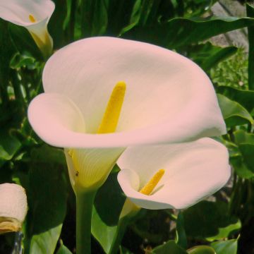 Zantedeschia aethiopica Pink Mist