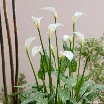 Zantedeschia aethiopica Scented Lady - Jarro