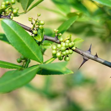 Zanthoxylum armatum