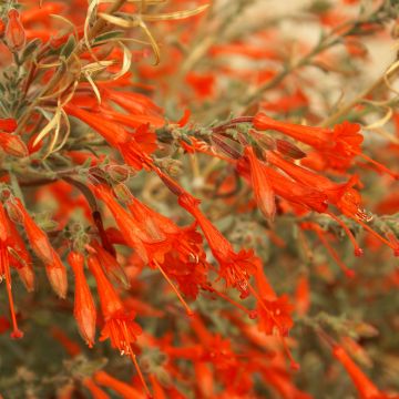 Zauschneria californica