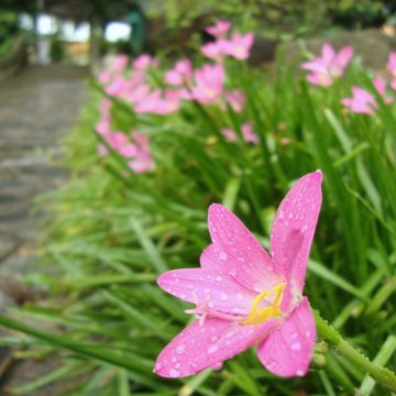 Zephyranthes rosea